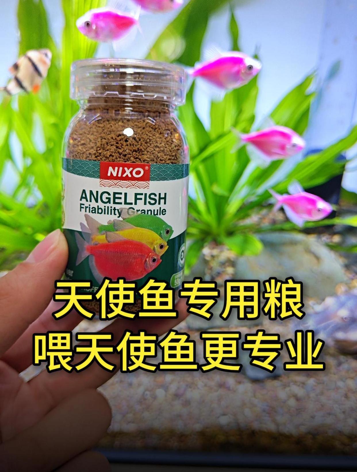 天使鱼有专用粮啦,鱼儿更鲜艳,长得更快!
