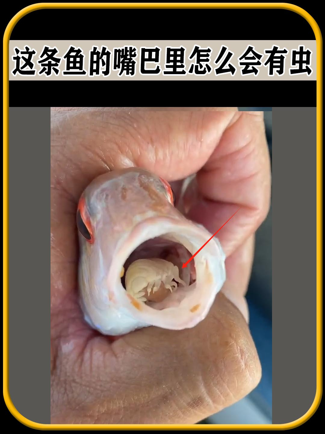 能代替鱼舌头进食的寄生虫?值得一看