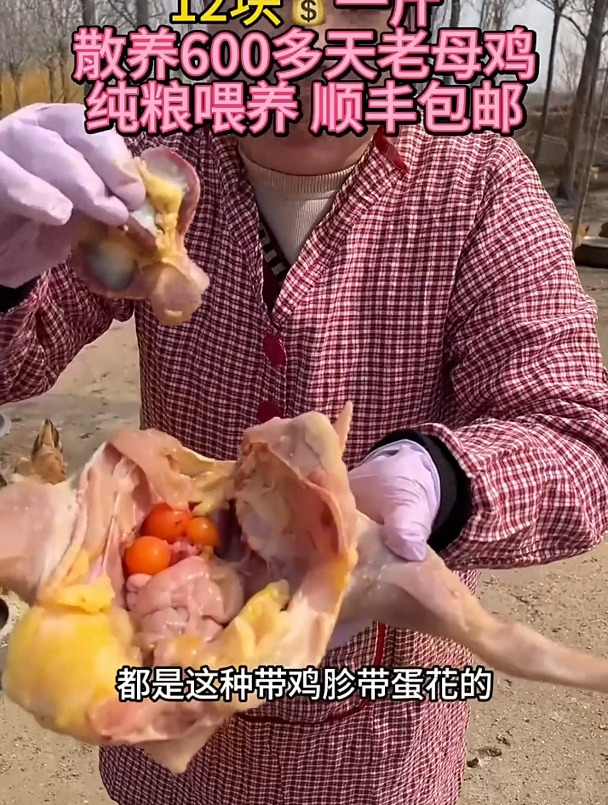 活鸡现抓现杀,顺丰冷链包邮,又想吃正宗散养老母鸡进来看看