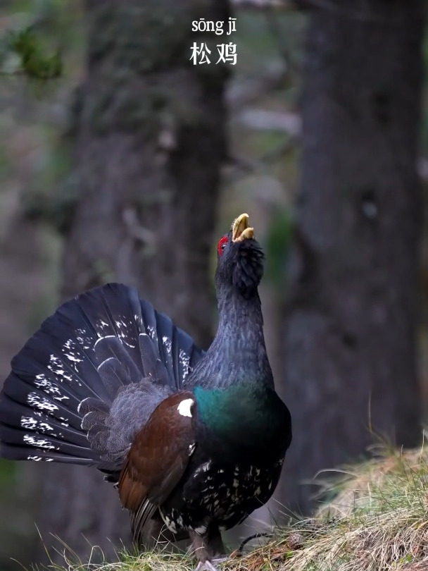 原来鸡也会开屏耶!松鸡