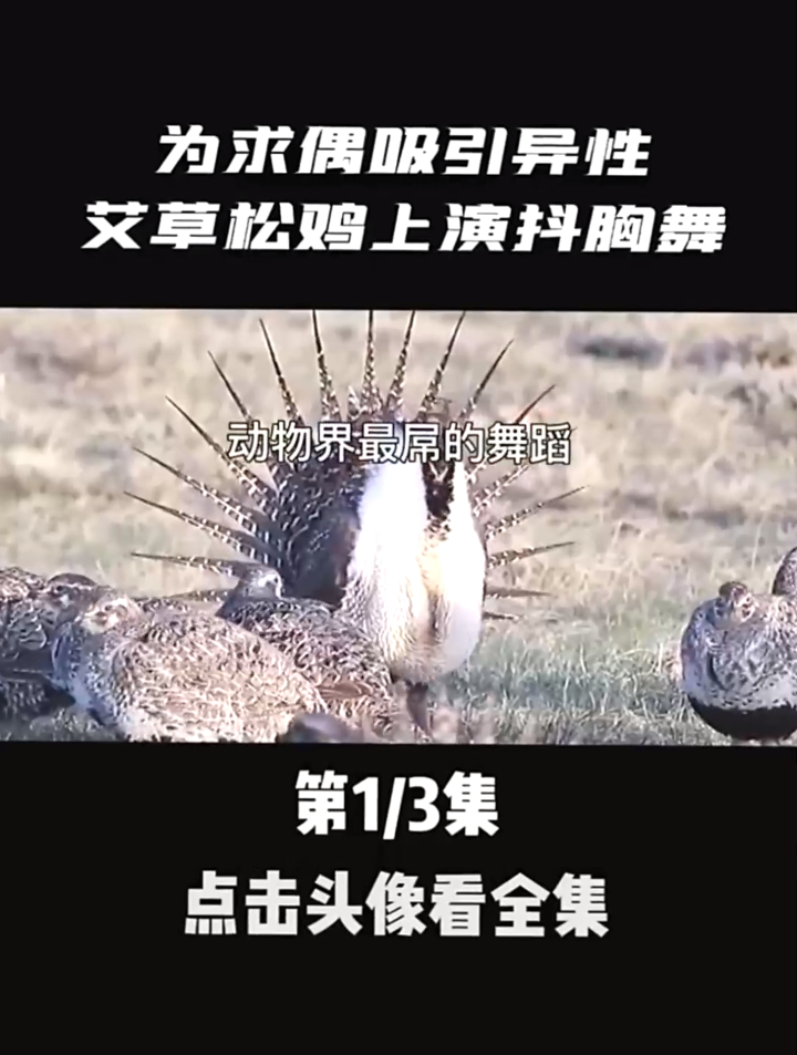动物界最屌的舞蹈,为了求偶吸引异性,雄性艾草松鸡上演抖胸舞01