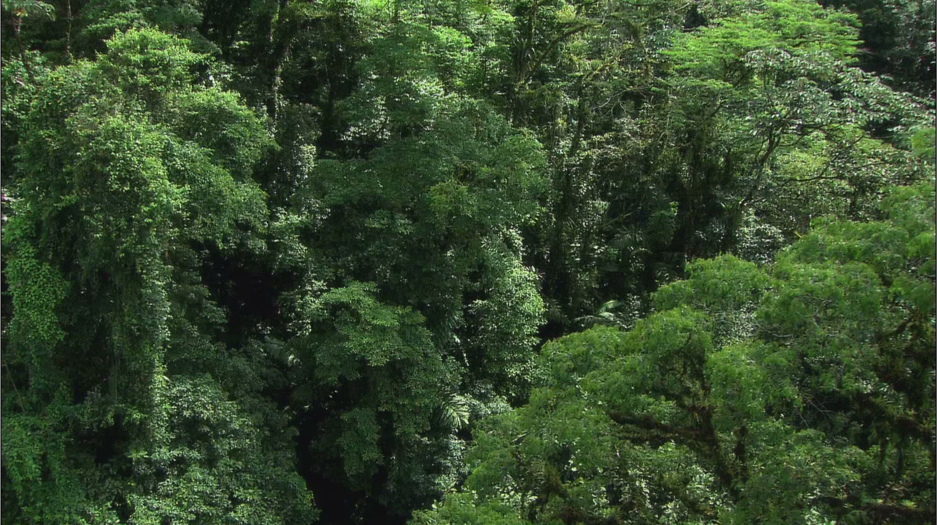 [图]浑浊的河水,为热带雨林带来了生命气息,滋养着这片茂密的森林