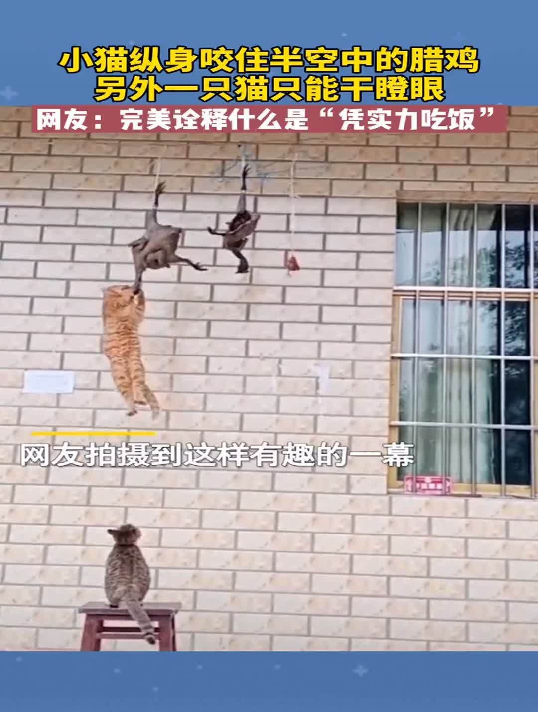 小猫纵身咬住半空中的腊鸡,另外一只猫只能干瞪眼