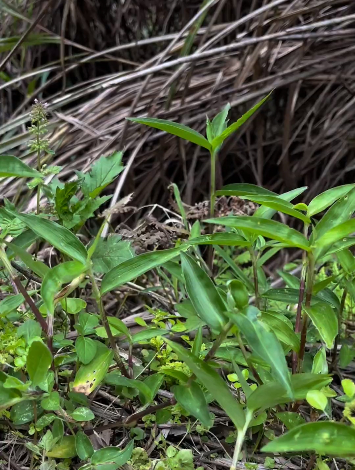 植物科普:鸭跖草,农村随处可得不用花钱的茶饮