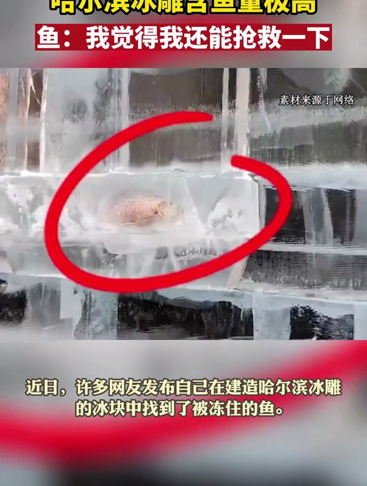 哈尔滨冰雕含鱼量极高 网友:哈尔滨的鱼都上岸了!