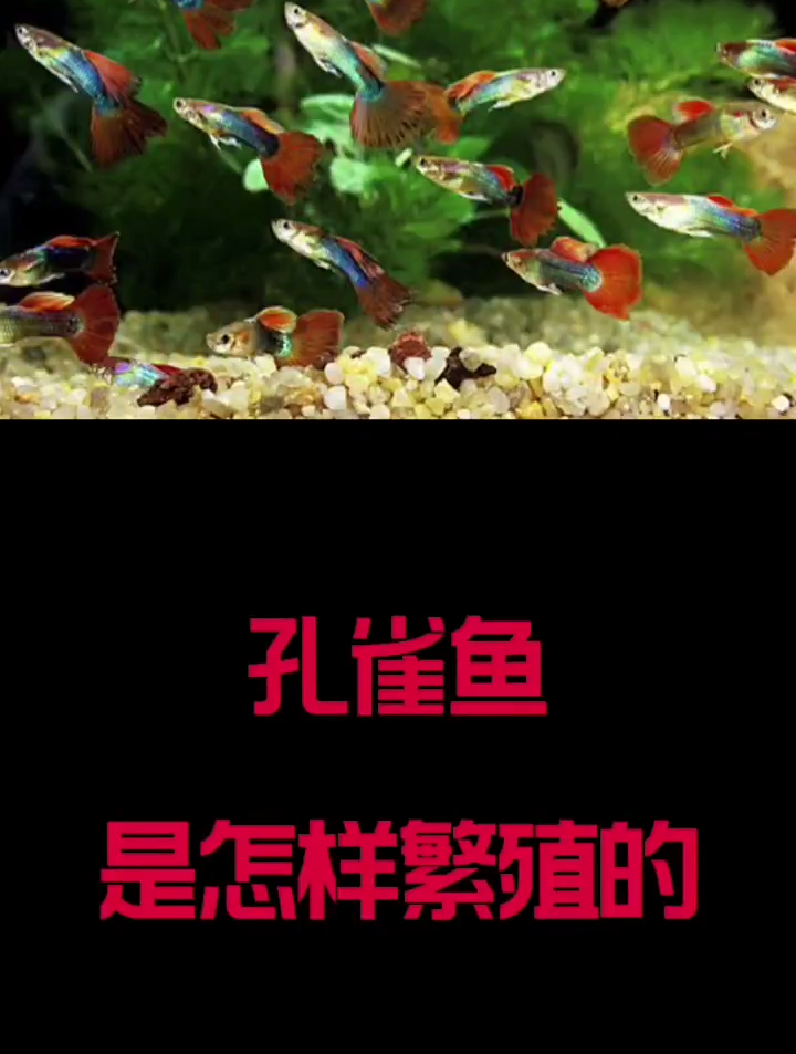 孔雀鱼是怎么繁衍的,你知道吗
