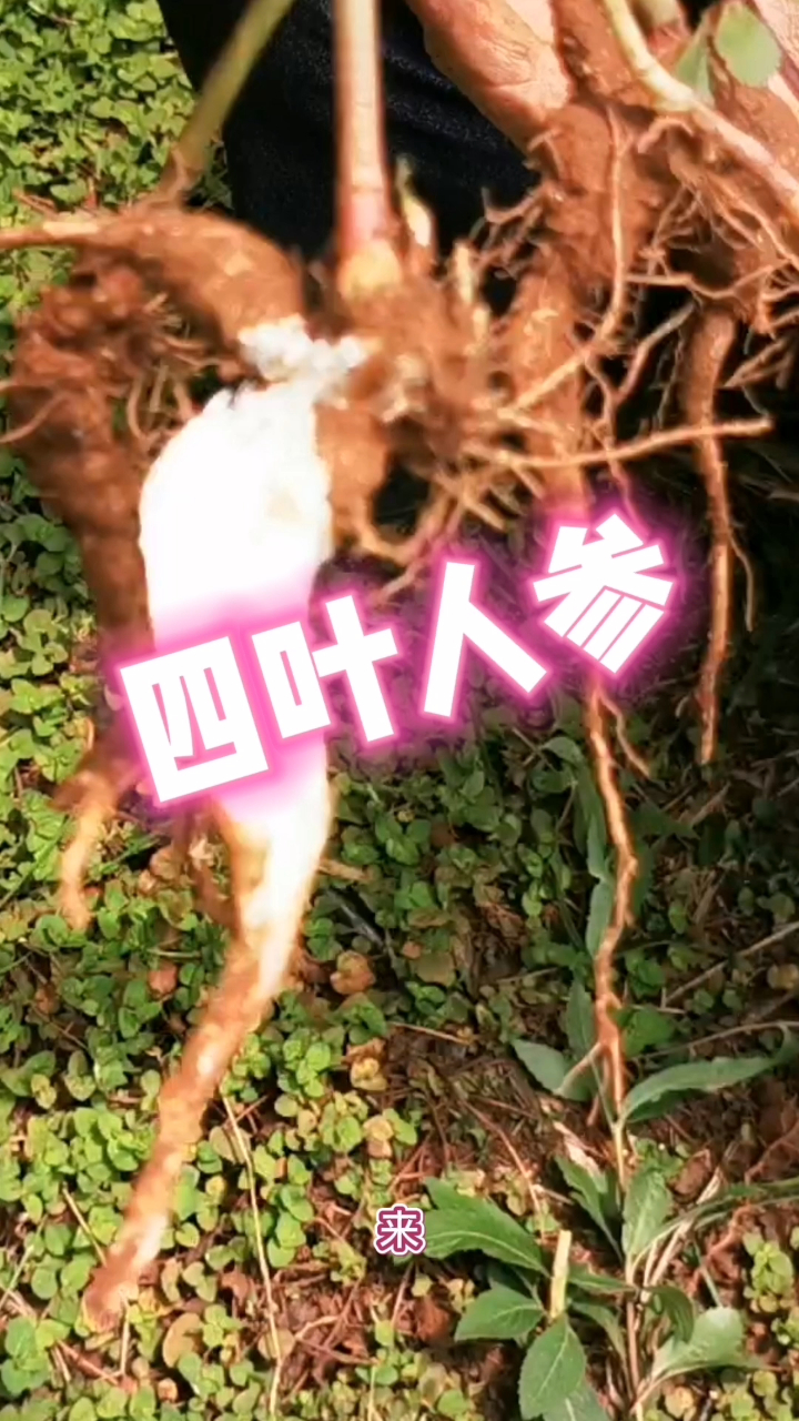 深山老林中的四叶人参,我们把它叫做鸡大腿,小时候常拔来吃,你们有吃过吗?