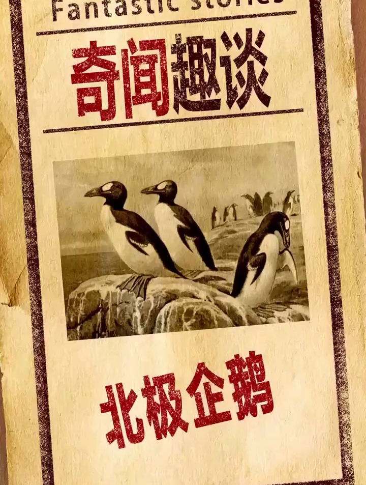 原来北极是有企鹅的