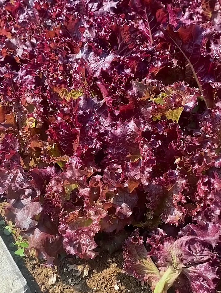 不招虫的菜,它就是紫叶生菜!