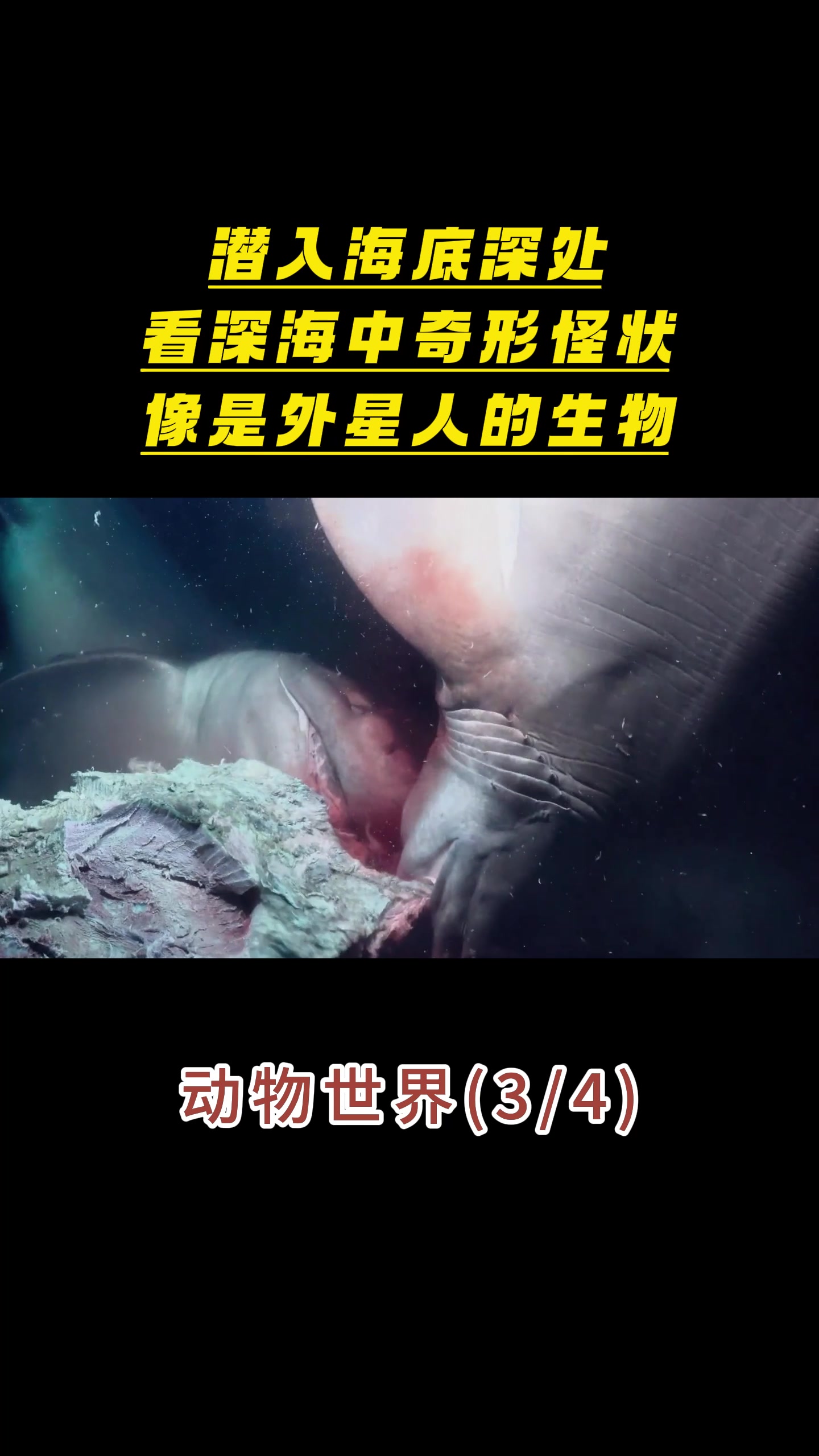 动物世界:潜入海底深处,看深海中奇形怪状,像是外星人的生物@3