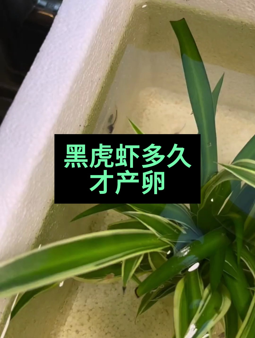 黑虎虾多久才产卵?有养鱼达人讲解一下吗!