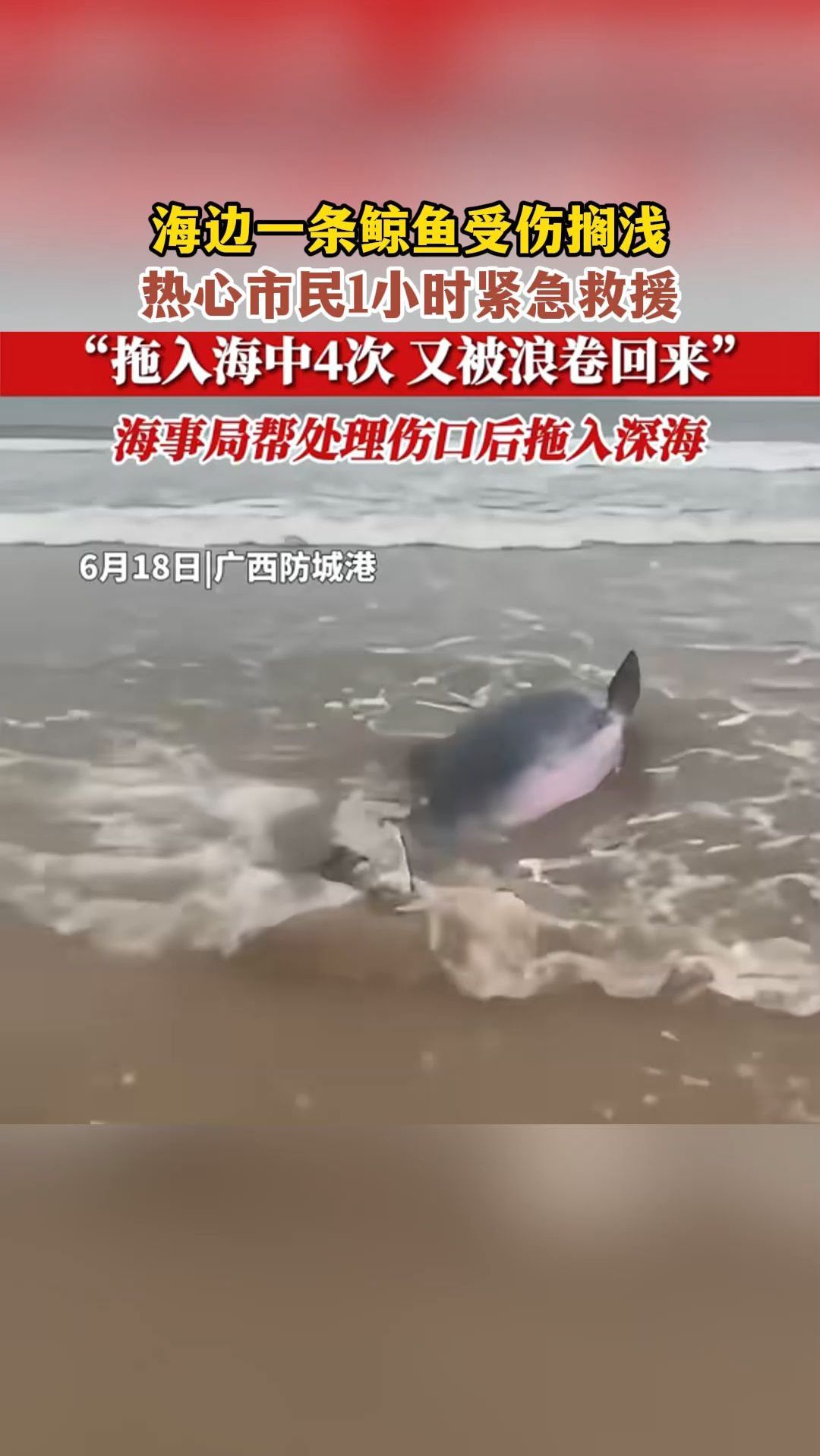 海边一条鲸鱼受伤搁浅,热心市民1小时紧急救援