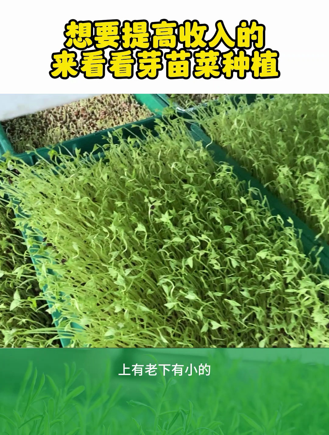 芽苗菜种植技术,操作简单,在家就可以种植的水培蔬菜