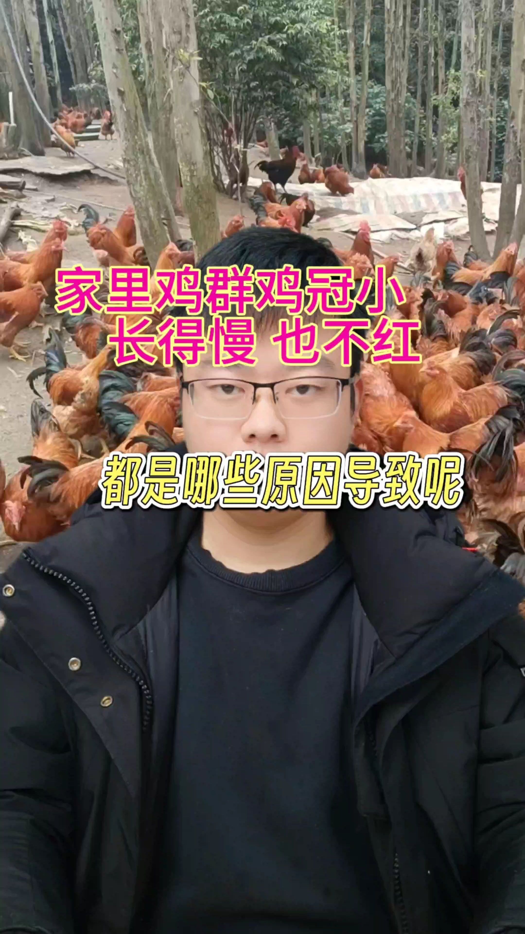 鸡冠长不大不红怎么办 鸡冠子不红是怎么回事