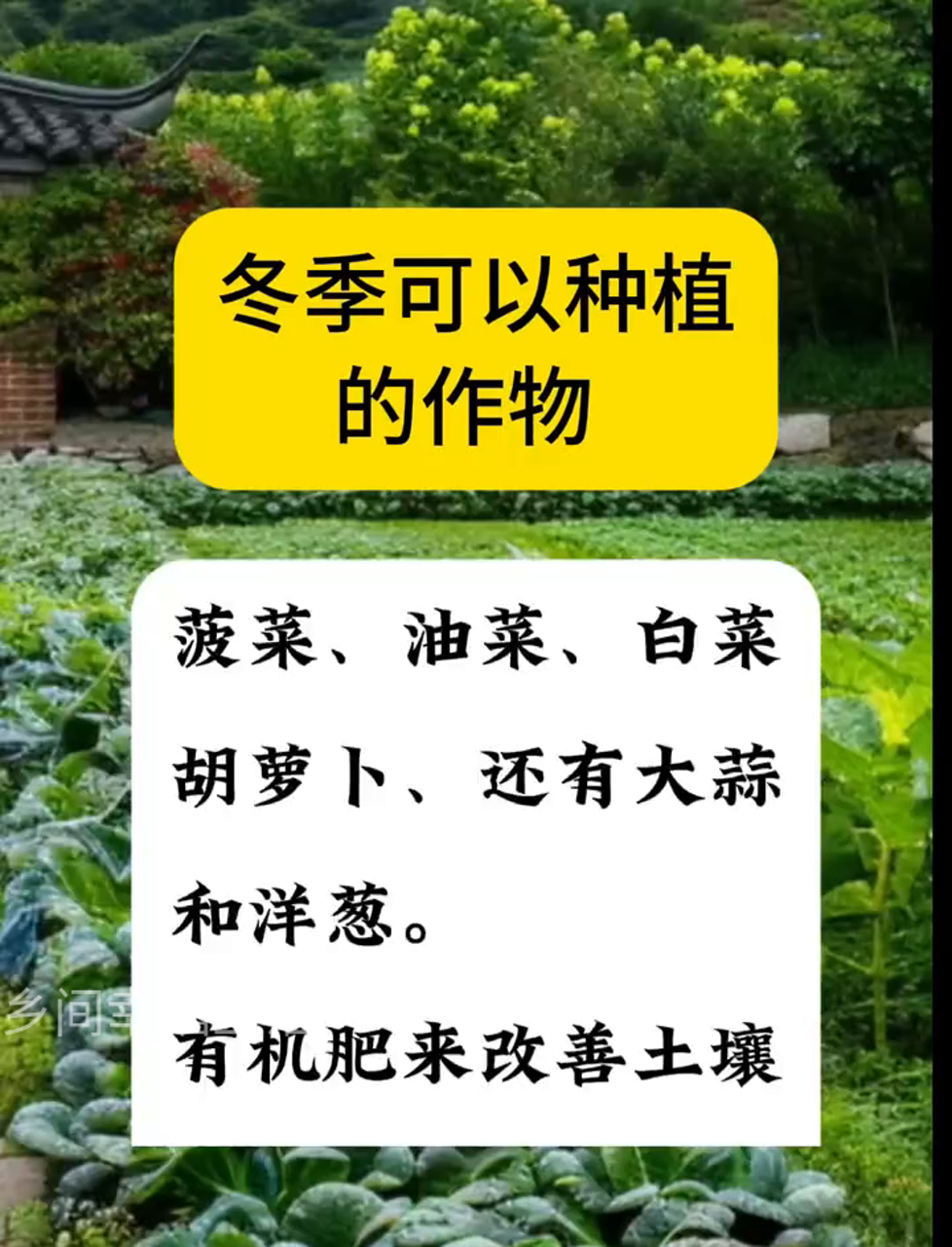 冬天适合种的蔬菜有哪些?