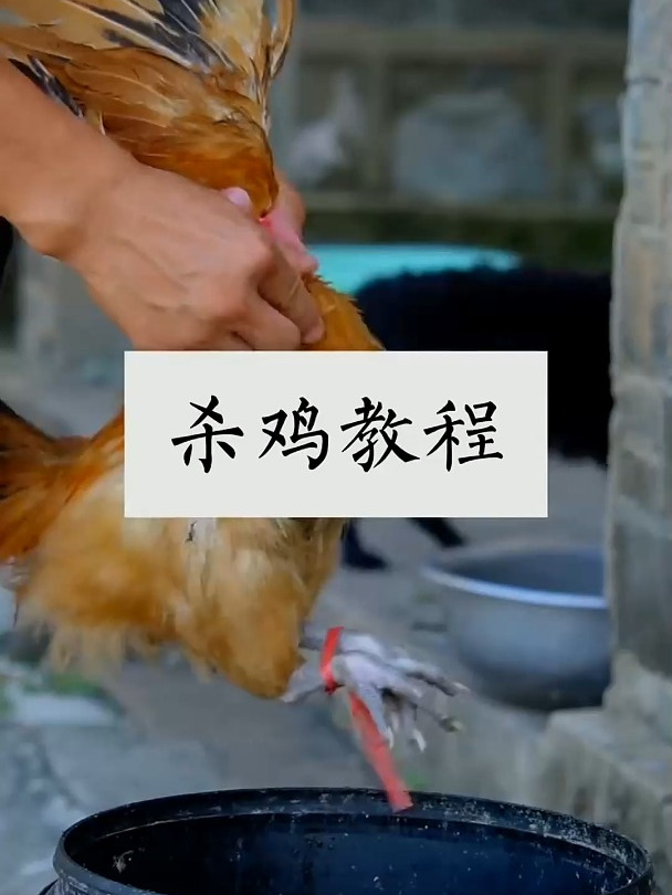 农村人杀鸡教学!