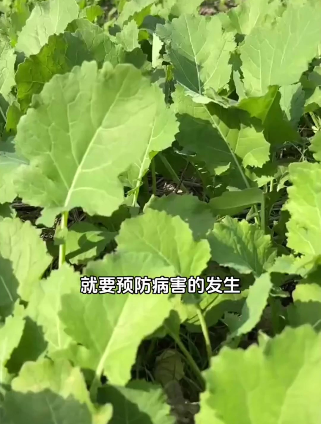 油菜苗期要及时预防土传病害,一直是现代农业,当中的一大难题