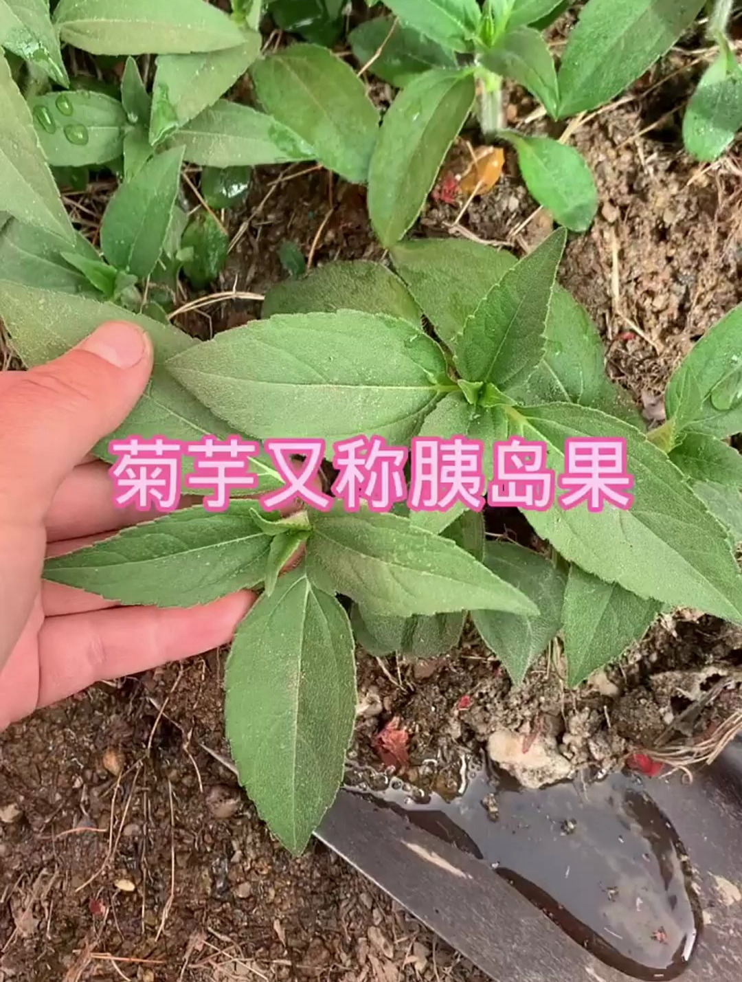菊芋也叫胰岛果,听我来说