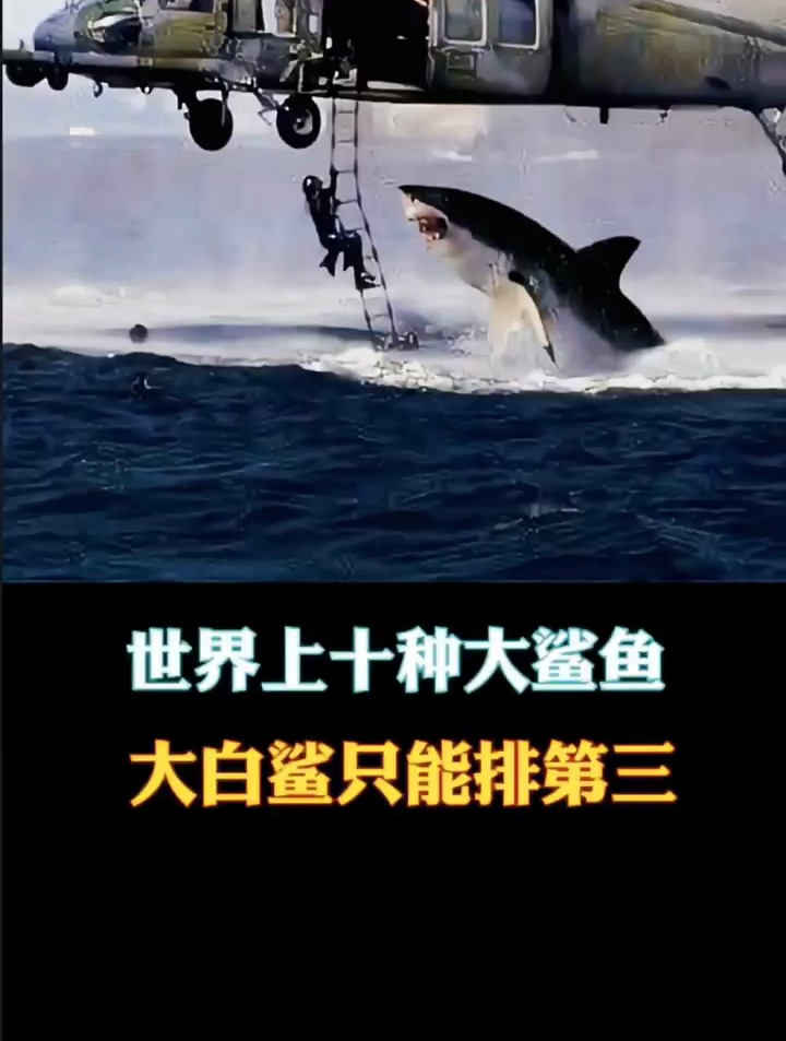 世界上最大的十种鲨鱼,大白鲨只能排第三