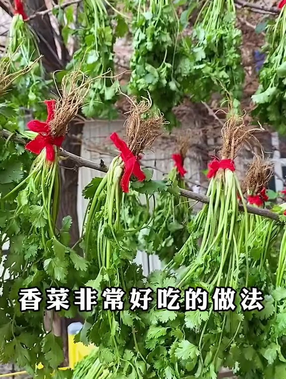 腌香菜 腌咸菜