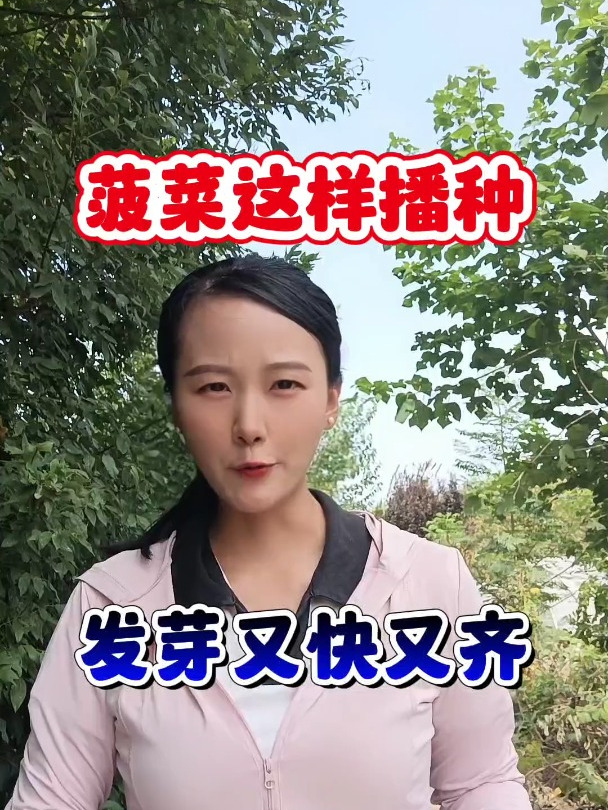 菠菜这样种植,发芽又快又齐,茎粗苗壮,叶片油绿