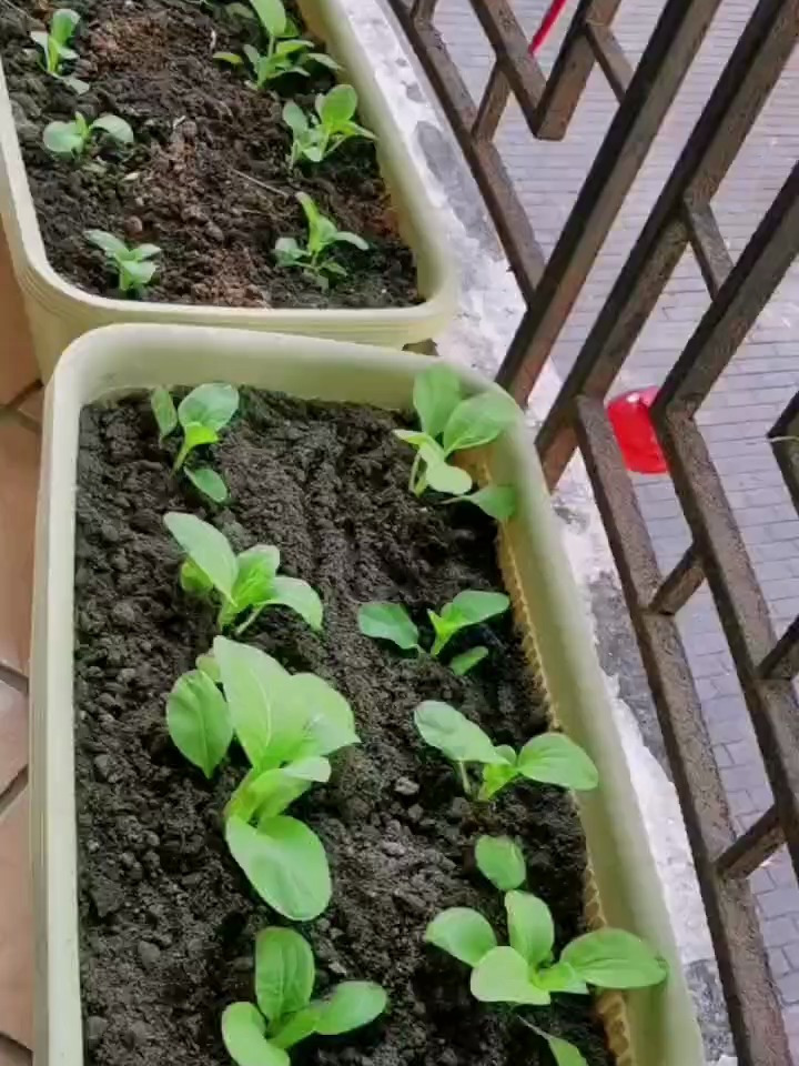 阳台种植奶白菜,省钱又实用