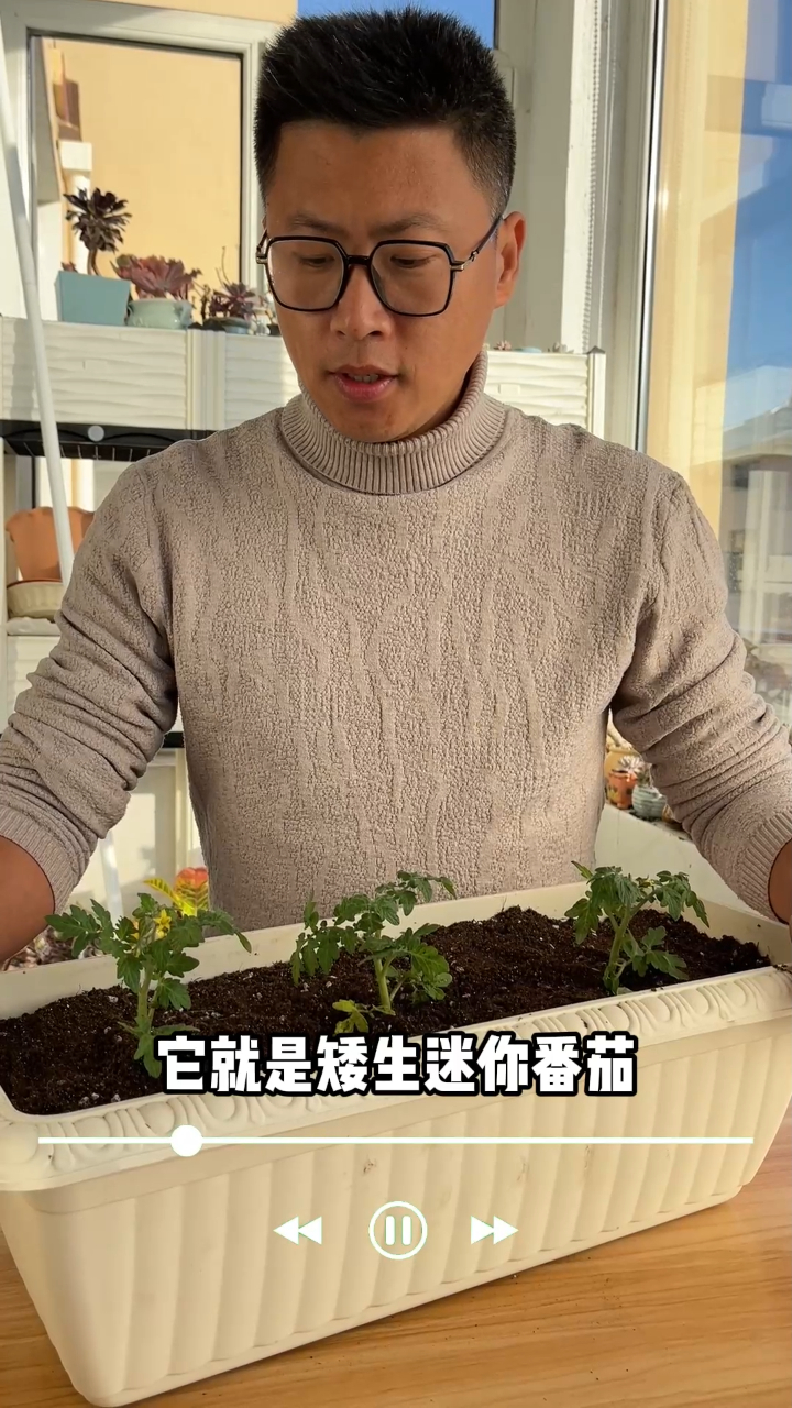 如果想在阳台上种颗菜的话那你啊一定要种一颗小番茄