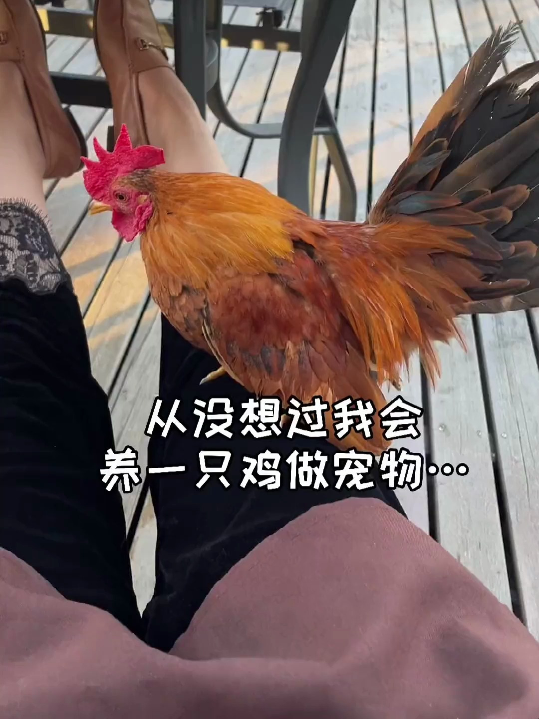 没想到我会和一只鸡发生友情 这是一只赛拉玛小公鸡