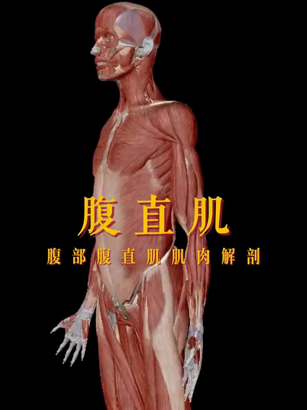 腹部腹直肌肌肉解剖