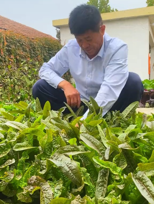 紫色油麦菜,好吃又好种