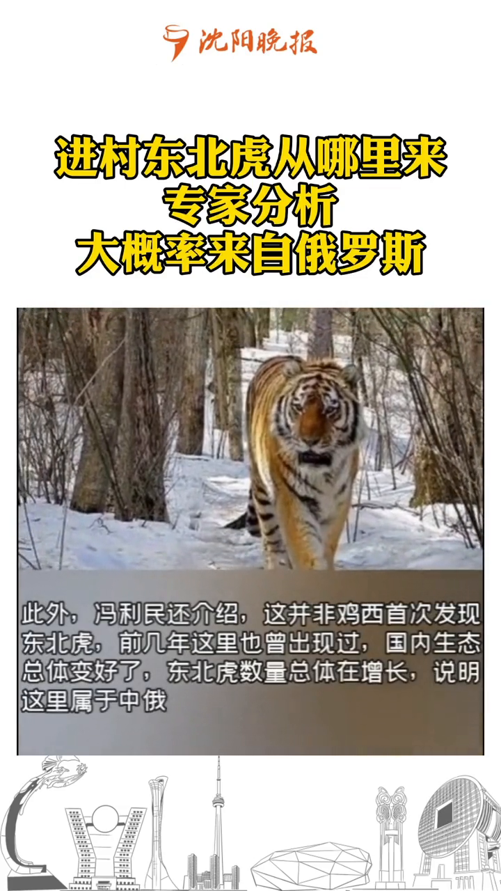 进村东北虎从哪来?专家分析:大概率来自俄罗斯