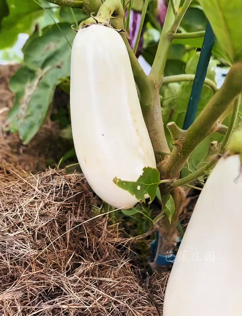 你尝过几种稀奇古怪的蔬菜?