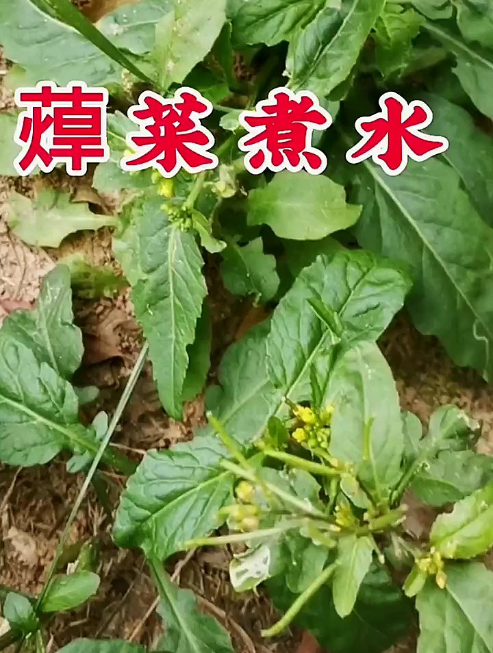 蔊菜煮水,好处多多哦