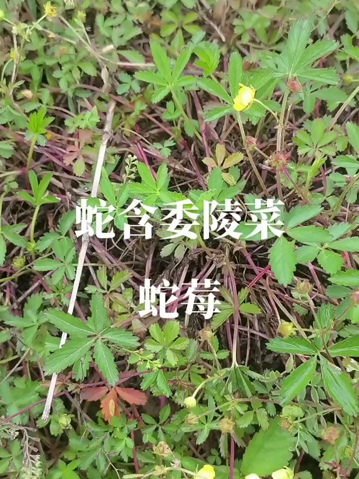 农村野草:蛇莓 蛇含委陵菜