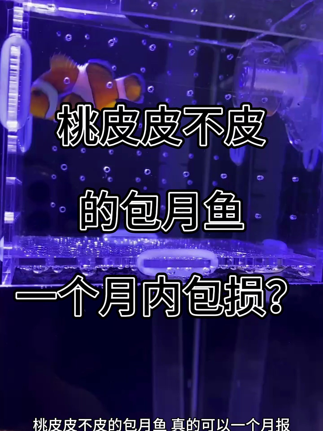 桃皮皮不皮的包月鱼,真的可以一个月报损吗?