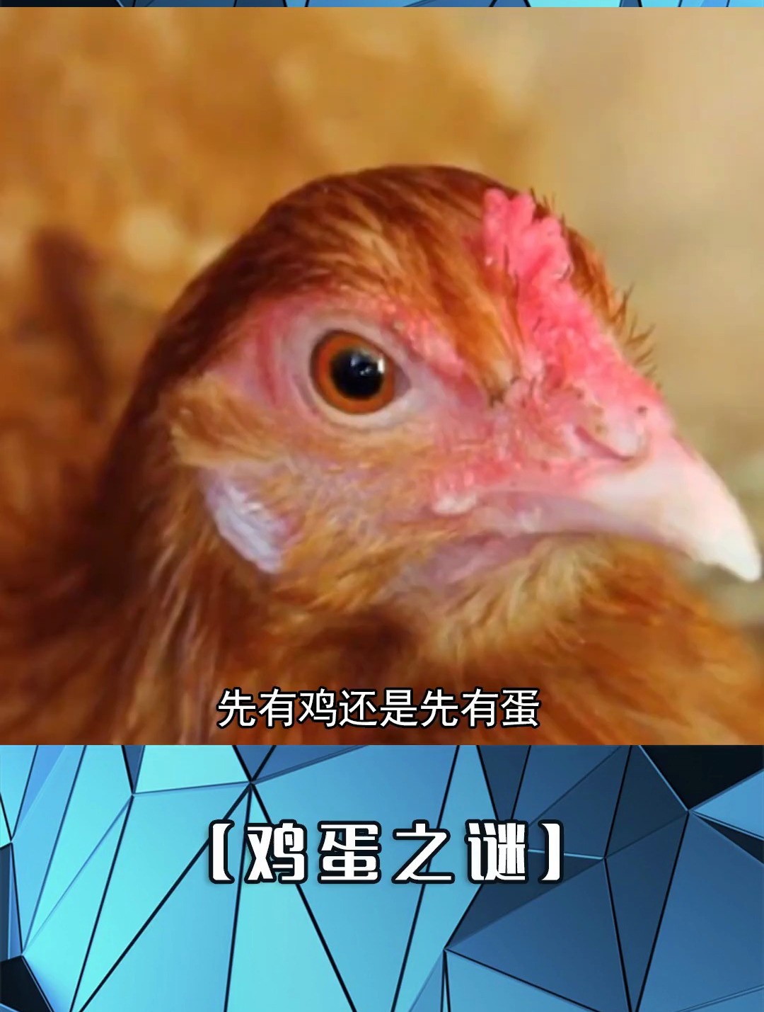 鸡和蛋的千古谜题终于有答案了 我是头条小百科 鸡蛋之谜