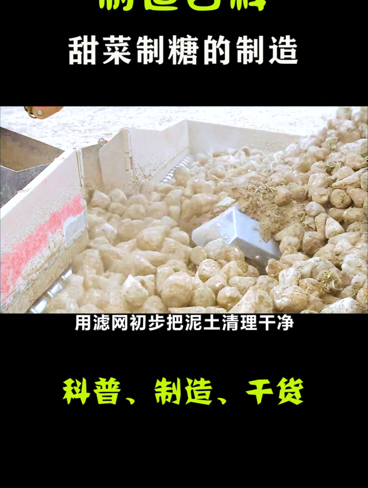 甜菜是怎么制成白糖的?它和甘蔗制成的糖谁更甜些?