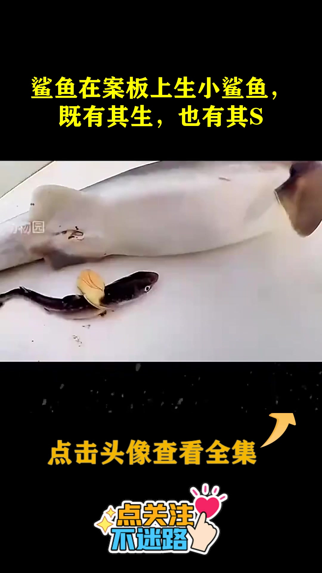 鲨鱼在案板上生小鲨鱼,既有其生,也有其S