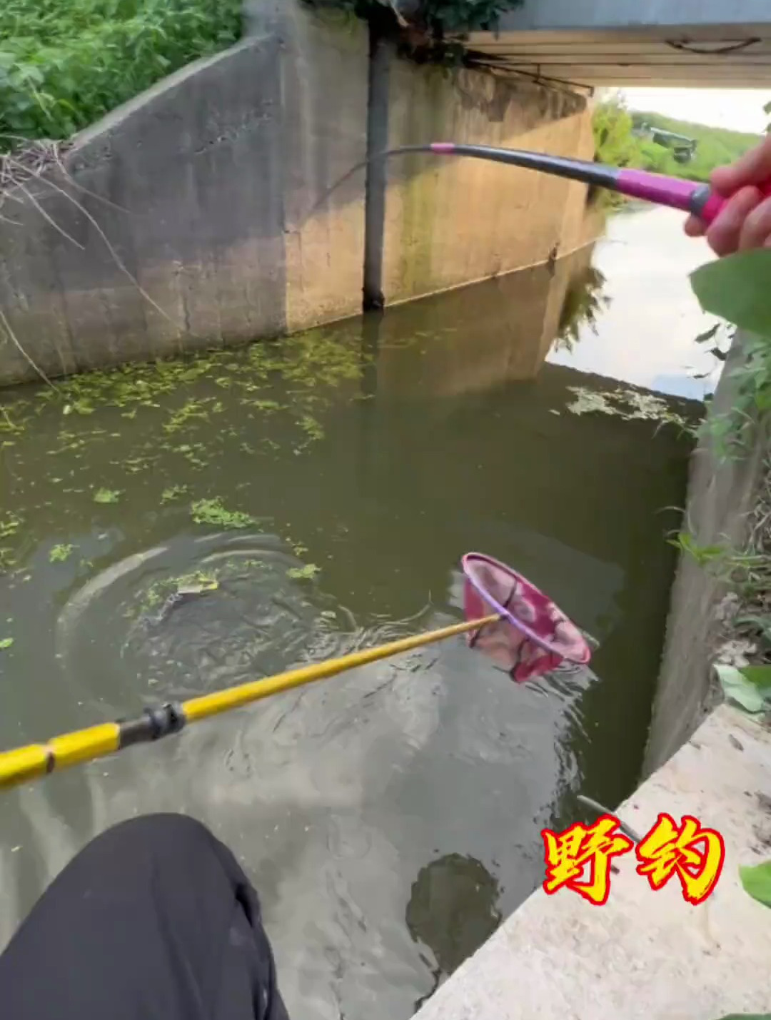野钓鲤鱼,记录真实户外钓鱼