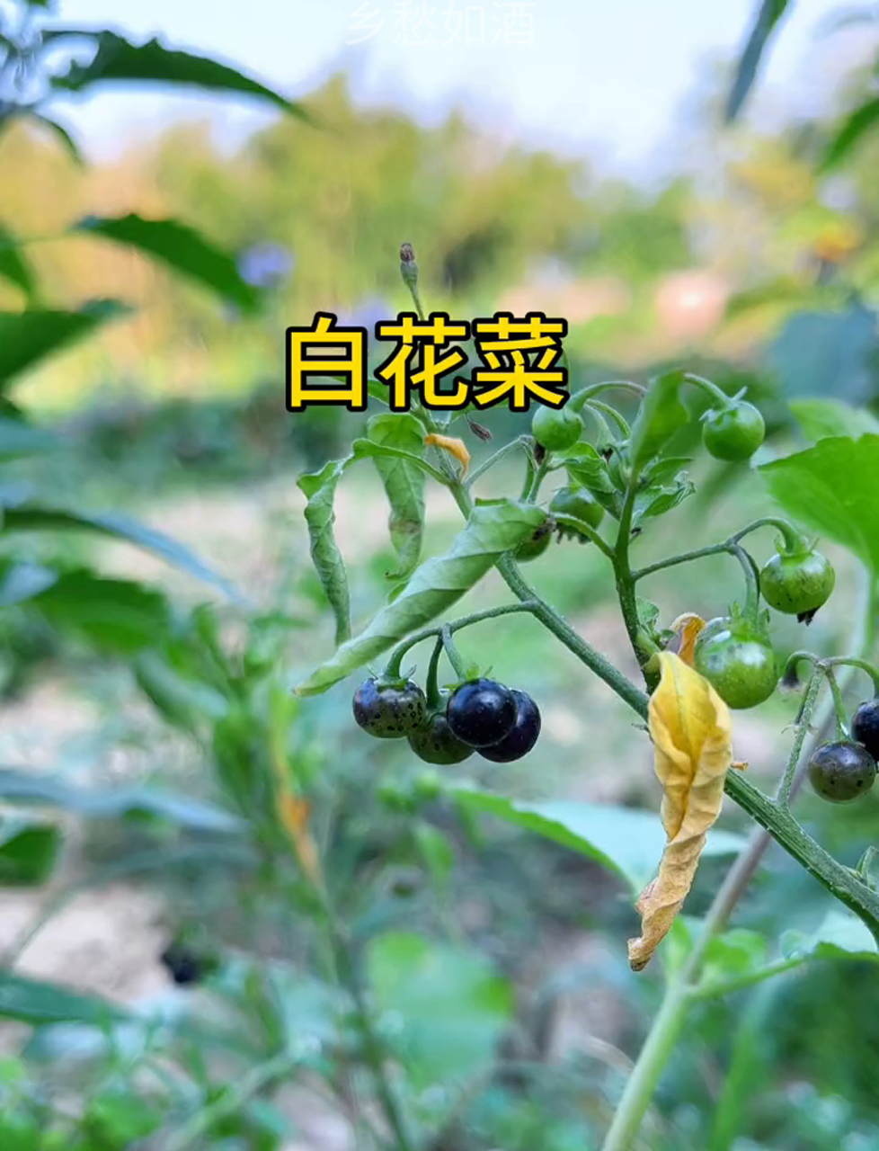乡下道旁的白花菜,也叫做龙葵草,村里人是咋处理的?