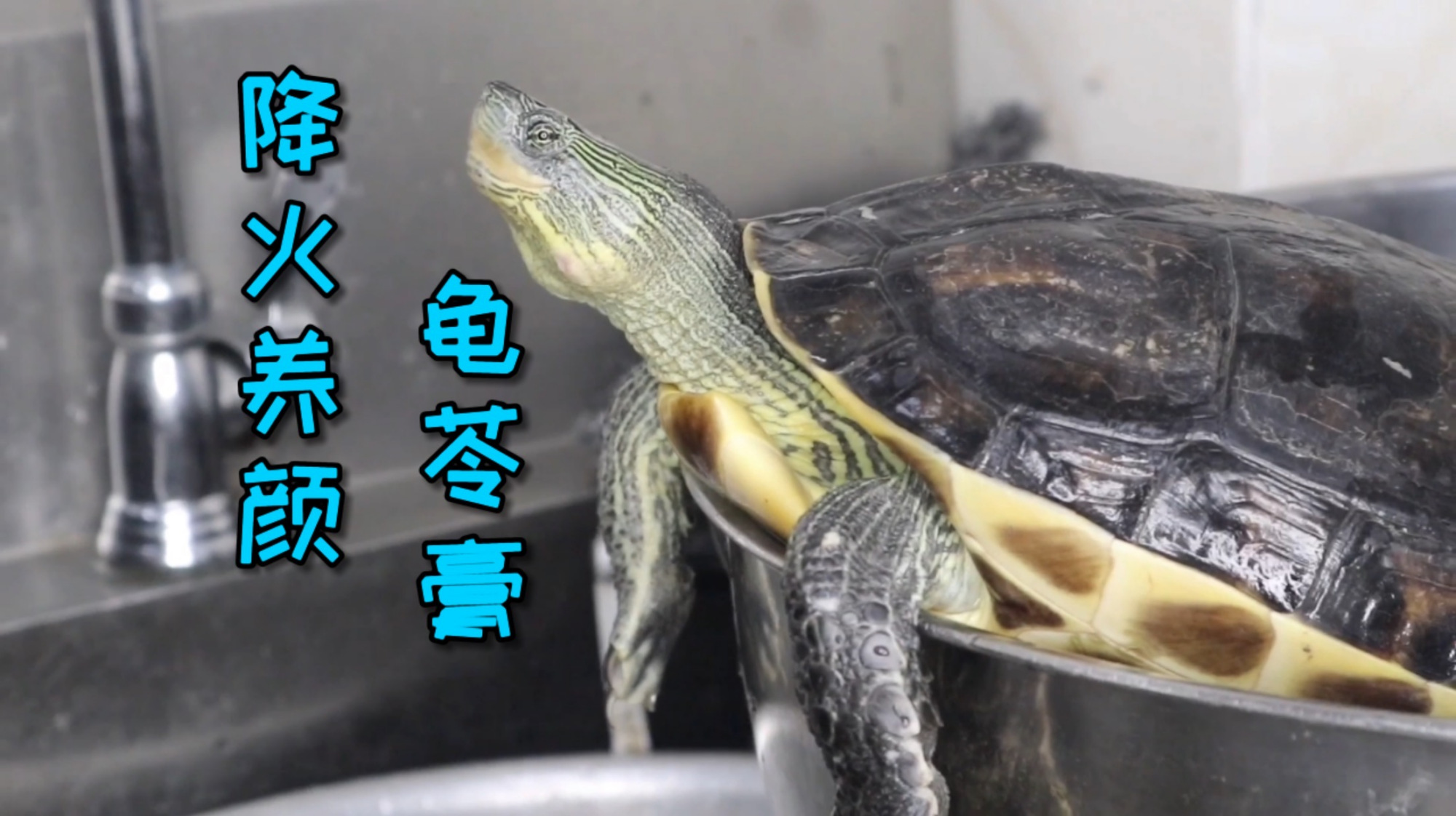 既降火也美容养颜的正宗的龟苓膏是怎么做出来的？农师傅来教你~