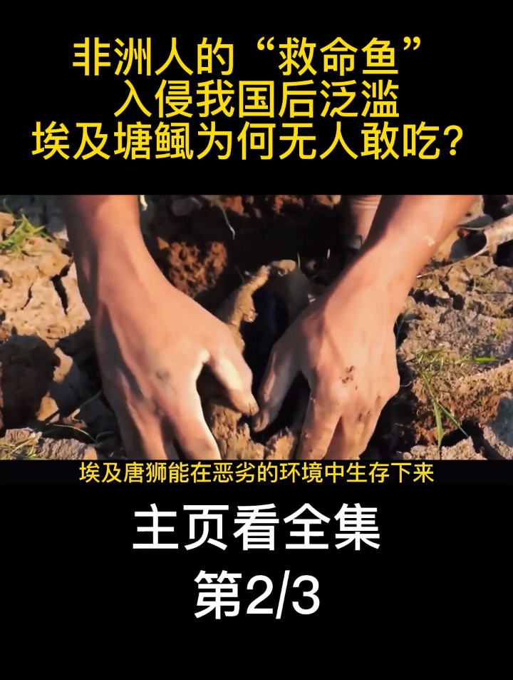 非洲人的“救命鱼”,入侵我国后泛滥,埃及塘鲺为何无人敢吃?
