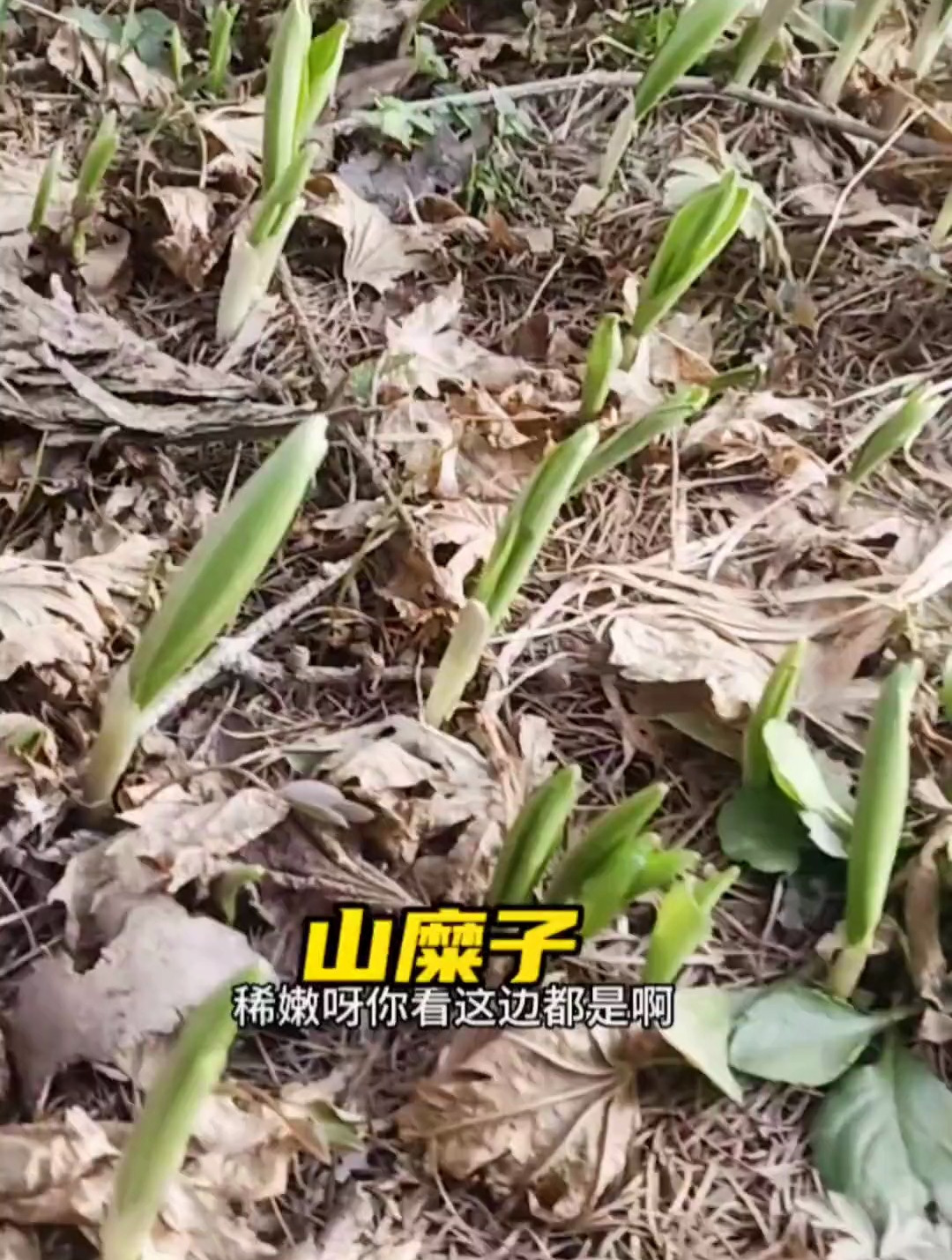终于等到山糜子出来了,甜丝丝的特别好吃