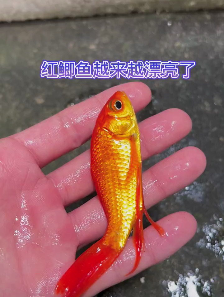 红鲫鱼越来越漂亮了