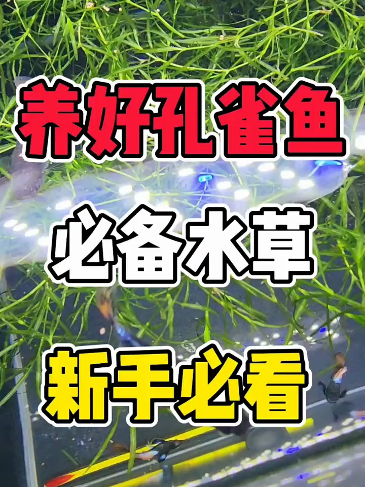 养好孔雀鱼必备水草,来自印度的竹节草养鱼新手必看