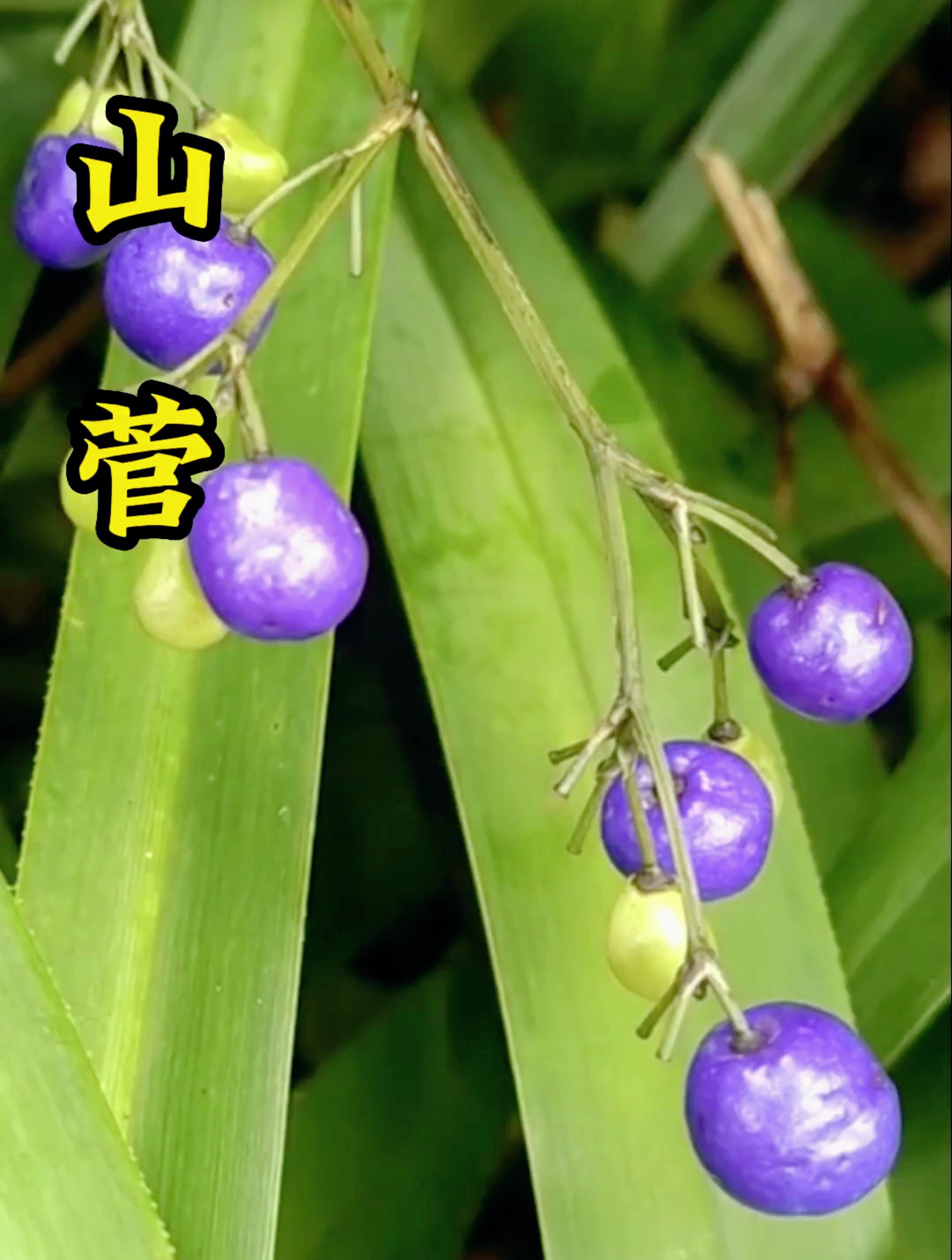 这种植物有毒，你知道吗？