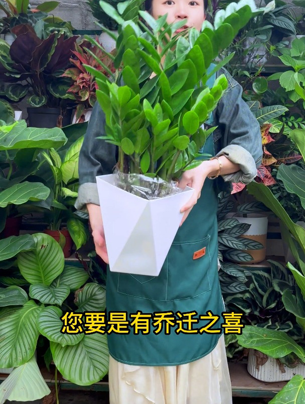 金钱树又叫“钱串子”,新手小白就选它!简单好养活,养久还能开花
