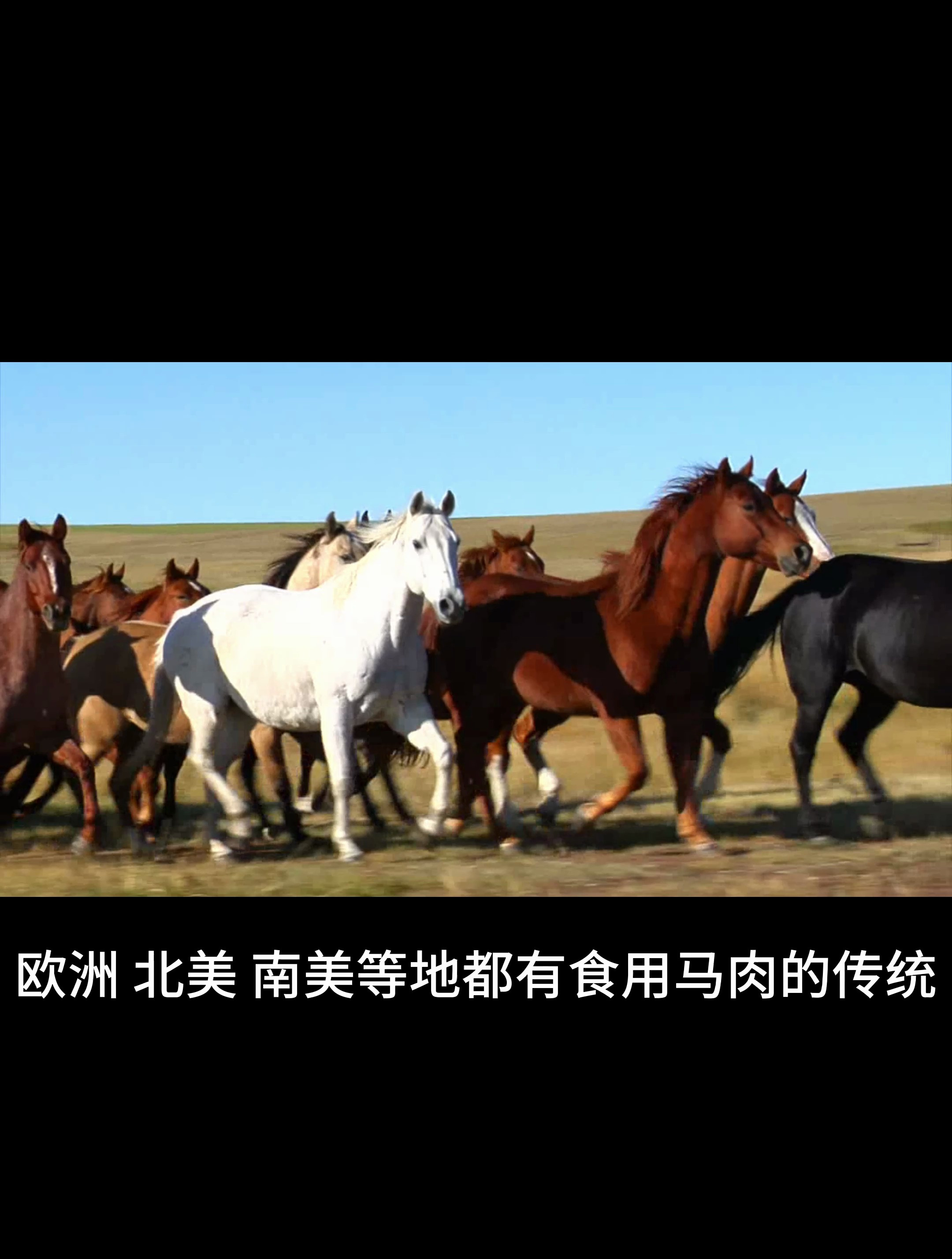 哪些地方的人爱吃马肉?