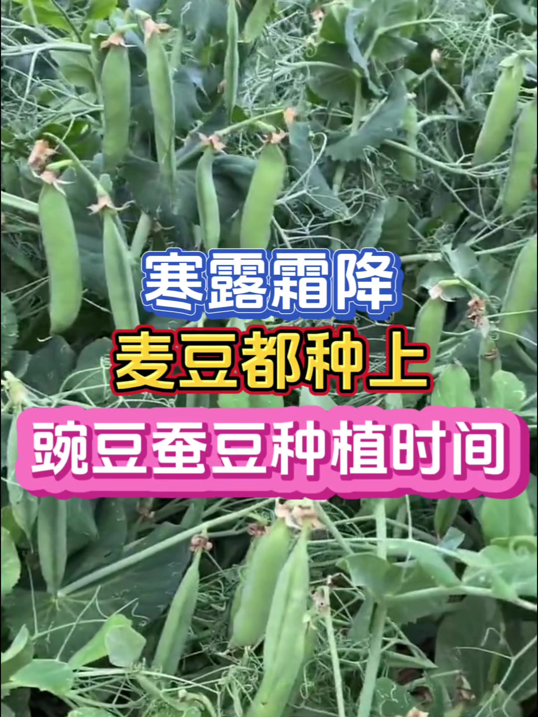 豌豆蚕豆什么时间种植产量高