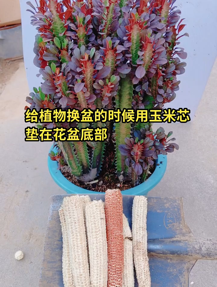 给职务换盆的时候,可以用玉米芯垫在花盆底!